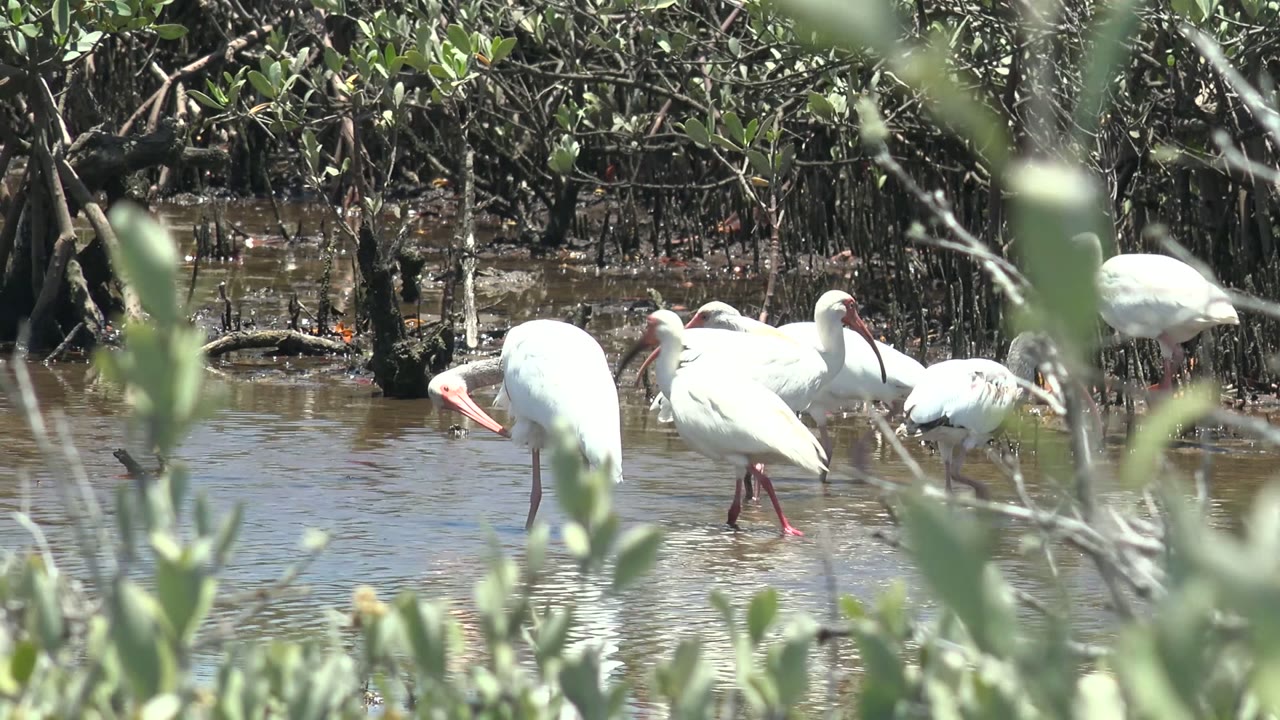 Ibises feeding in shallow water with mangrove roots behind them.