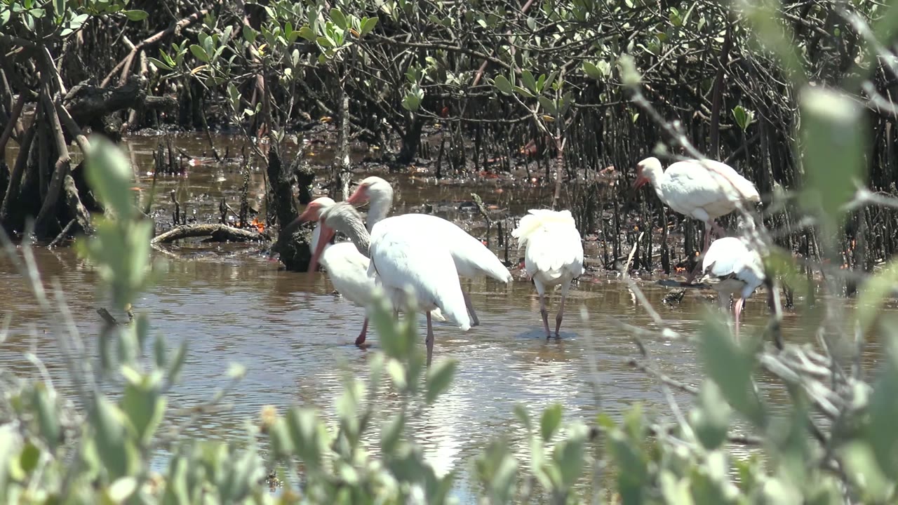 A cluster of white ibises moves along the edge of mangrove roots in San Carlos, with rippled brown water and no visible people.