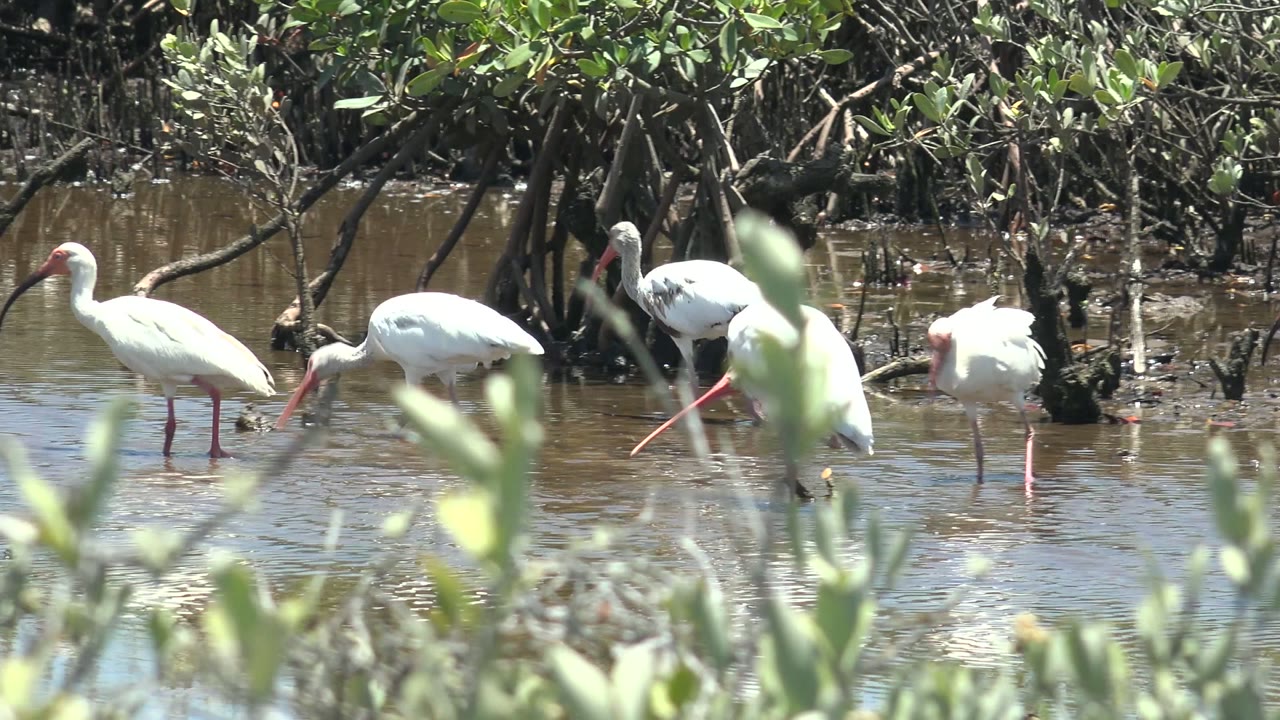 White ibises wade in shallow brown water in San Carlos, Baja California Sur, with mangrove roots behind them, blurred green leaves in front, and no visible people.