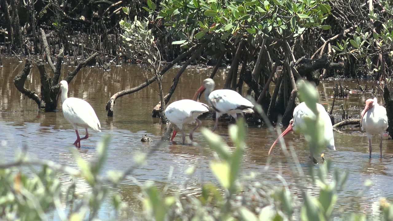 Several white ibises foraging in muddy water under mangroves.