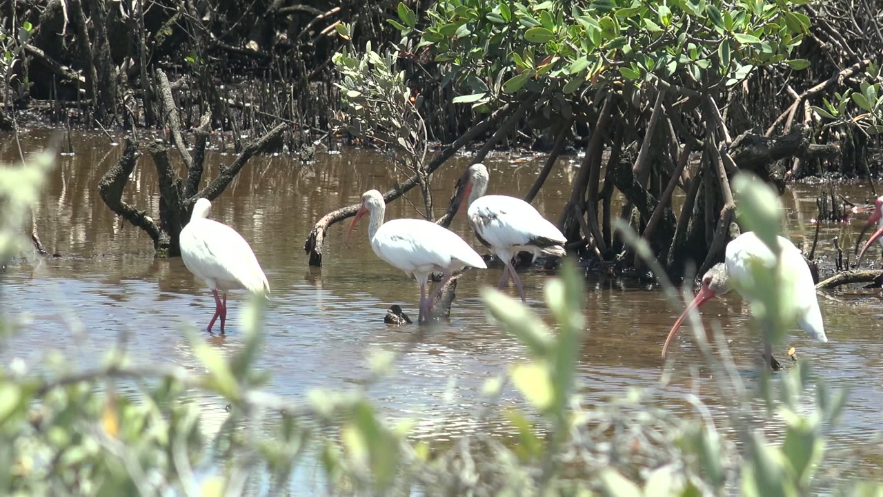 White ibises gather near tangled mangrove trunks in San Carlos, Baja California Sur, with one bird partly screened by soft foreground leaves and no visible people.