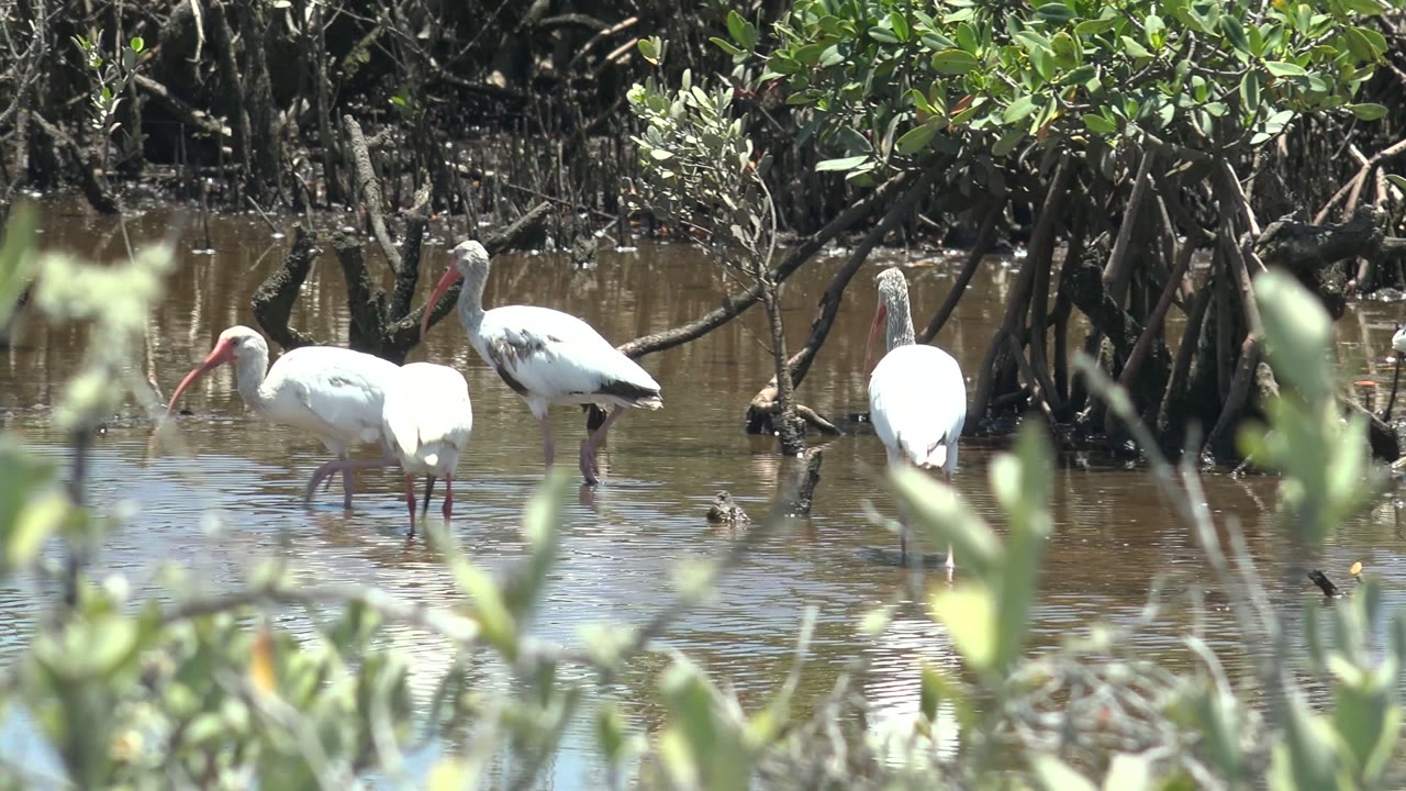 Several white ibises wade through shallow brown water among mangrove roots in San Carlos, Baja California Sur, with soft green leaves in the foreground and no visible people.