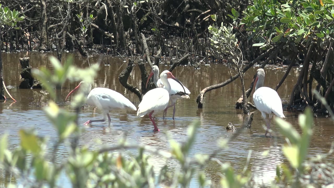 White ibises stand and feed in the mangrove shallows in San Carlos, Baja California Sur, with one bird dipping its red bill toward the water and no visible people.