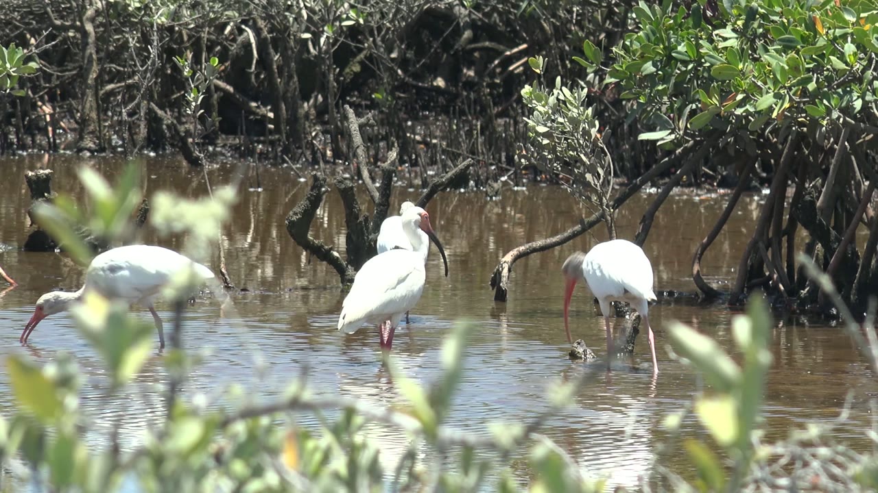 A small group of white ibises forage in shallow water before dense mangrove roots in San Carlos, Baja California Sur, with bright green foliage above and no visible people.