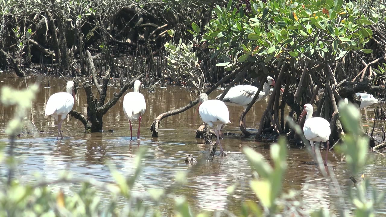 Several white ibis birds wade in shallow brown mangrove water in San Carlos, Baja California Sur, with blurred green leaves in the foreground and no visible people.