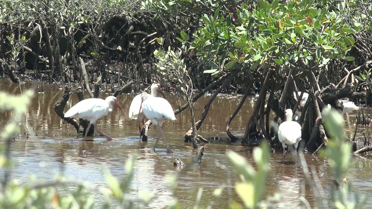 White ibis birds feeding near mangrove roots