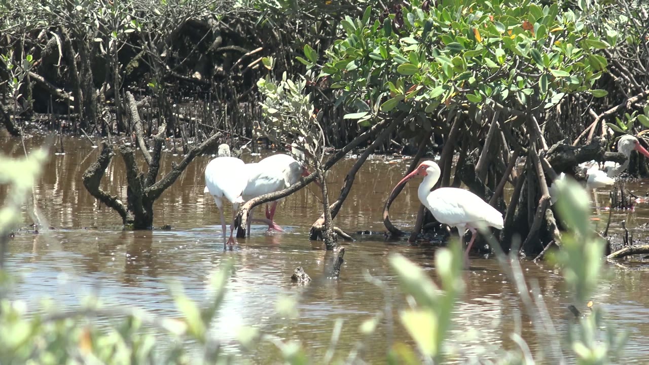 A group of white ibis birds moves through muddy shallow water under dense mangrove foliage in San Carlos, Baja California Sur, with no visible people.