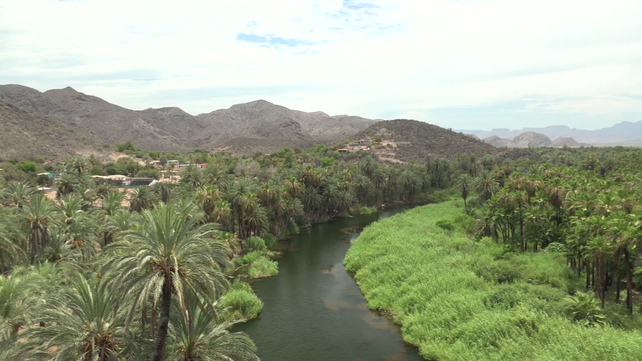 Palm-lined river beside dense green vegetation and rocky hills.