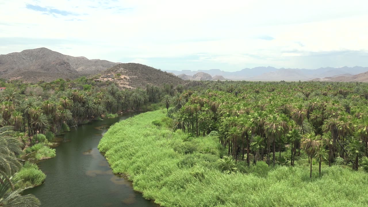 Wide Mulege, Baja California Sur view of a river bend beside bright green grass, dense palms, dry hills, and a pale sky, with no visible people.