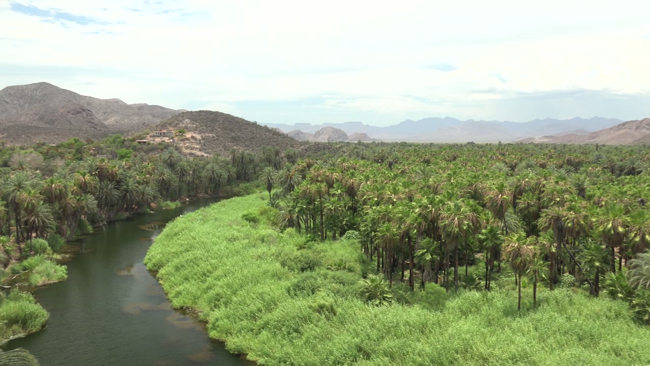 Palm grove and river channel with tall grass in the foreground.