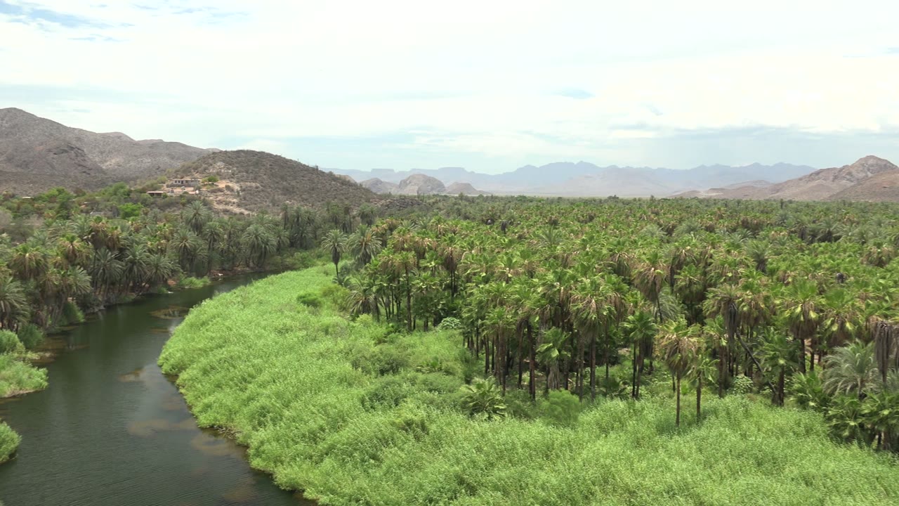 Wide landscape in Mulege, Baja California Sur with green riverbank grasses, palm trees, dark water, dry hills, and layered mountain ridges, with no visible people.