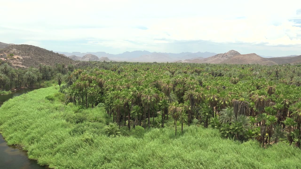 Opening frame of Mulege, Baja California Sur palm trees and riverbank grass with a sliver of water at the lower left, distant brown mountains, pale cloudy sky, and no visible people.