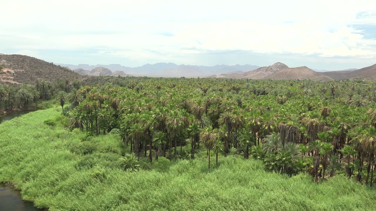 Dense palms and green river grass under pale sky