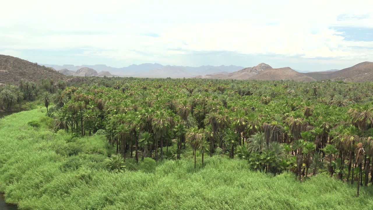 Frame from the forward move over Mulege riverbank greenery, with palm crowns across the center, a narrow dark water edge at lower left, hazy mountain ridges, and no visible people.