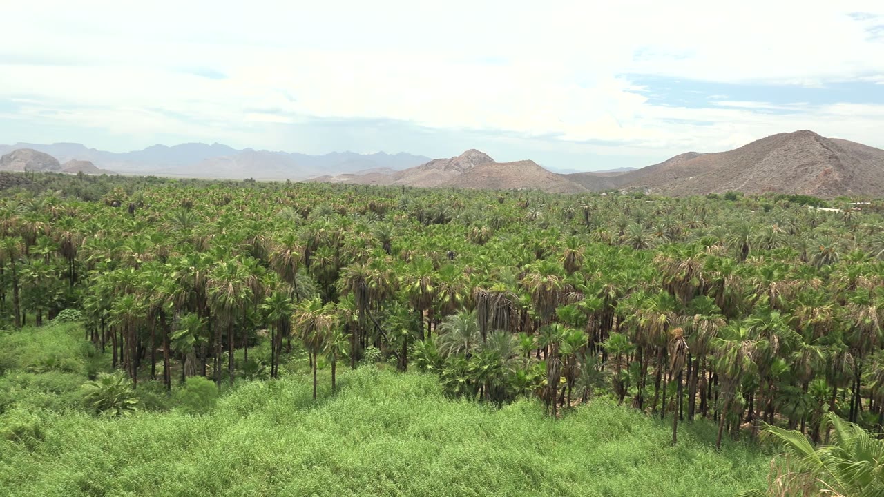 Wide view of a Mulege, Baja California Sur palm grove with thick green foreground growth, tan mountains on the horizon, a pale partly cloudy sky, and no visible people.
