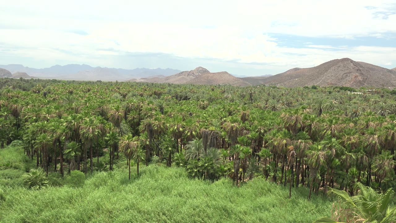 Dense palm canopy with low mountains and bright green grasses in front.