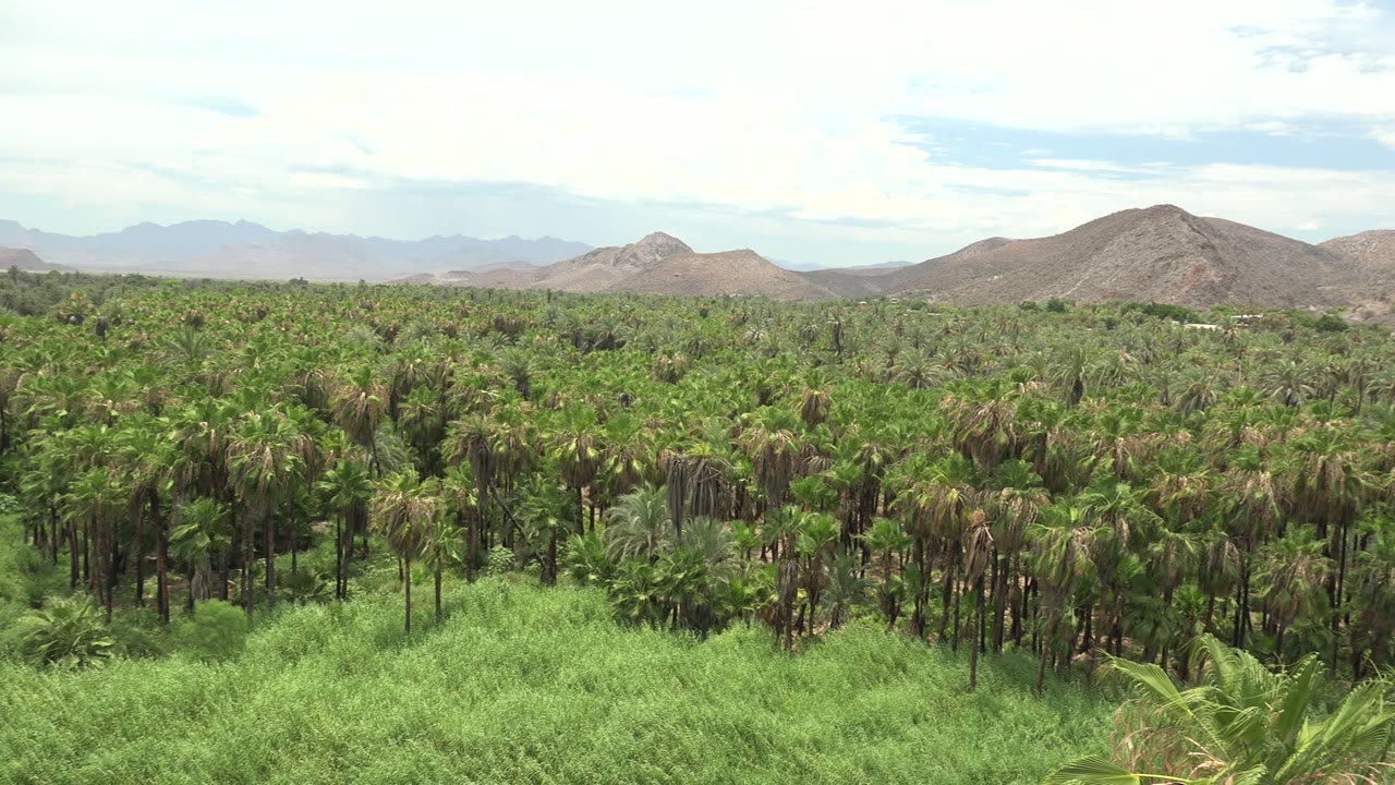 Wide Mulege landscape frame with a continuous palm canopy, soft green foreground plants, tan mountain ridges in the distance, and no visible people.