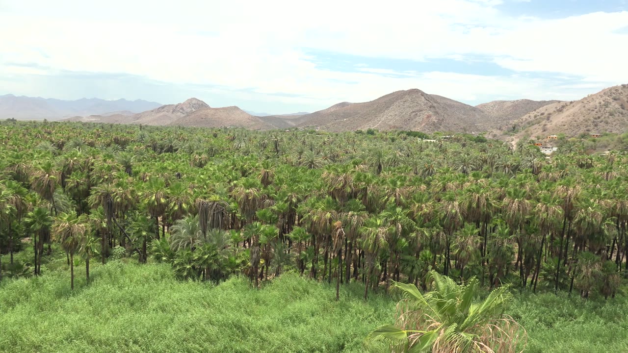 Wide view of a palm grove in Mulege, Baja California Sur, with bright green foreground growth, tan hills, pale clouds, and no visible people.