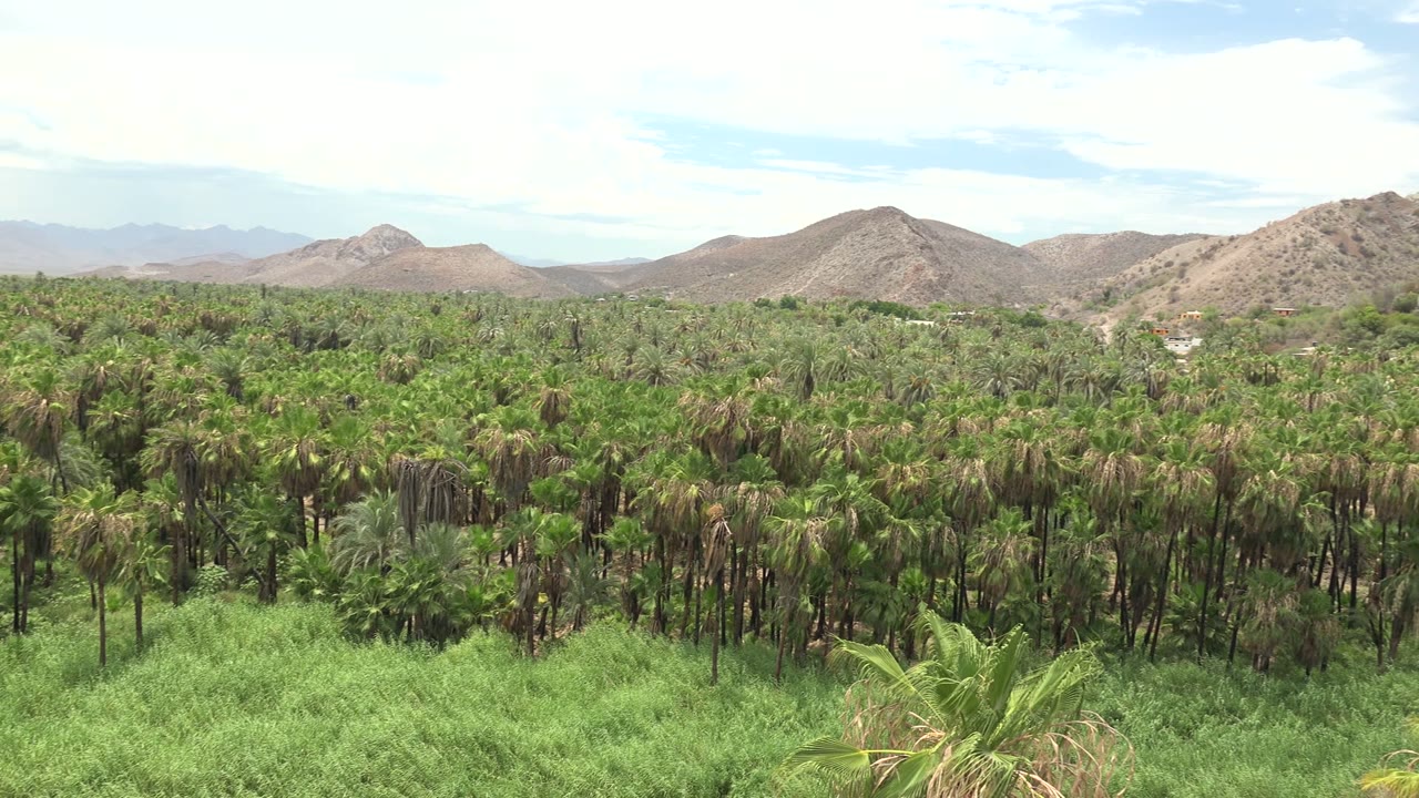 Palm canopy across a green valley below rocky hills