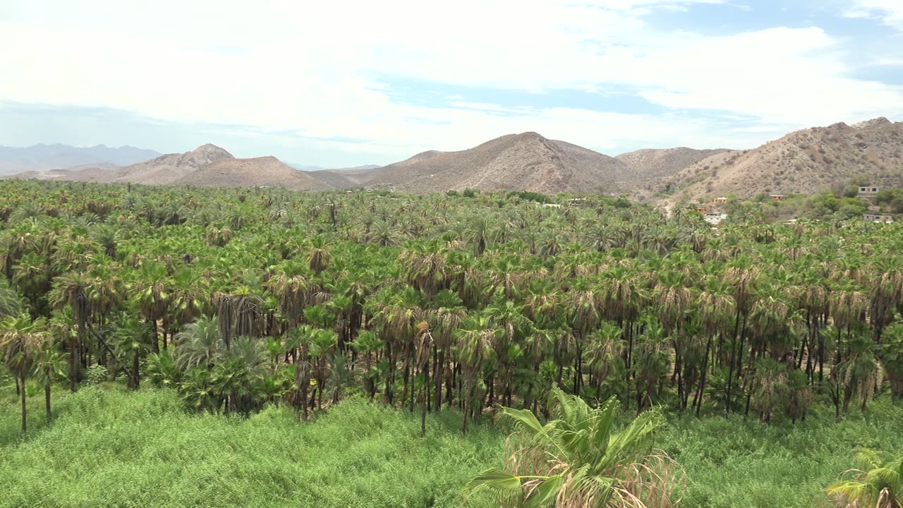 Dense green palms and grasses fill the lower frame in Mulege, with brown mountain slopes and a pale blue clouded sky above, and no visible people.
