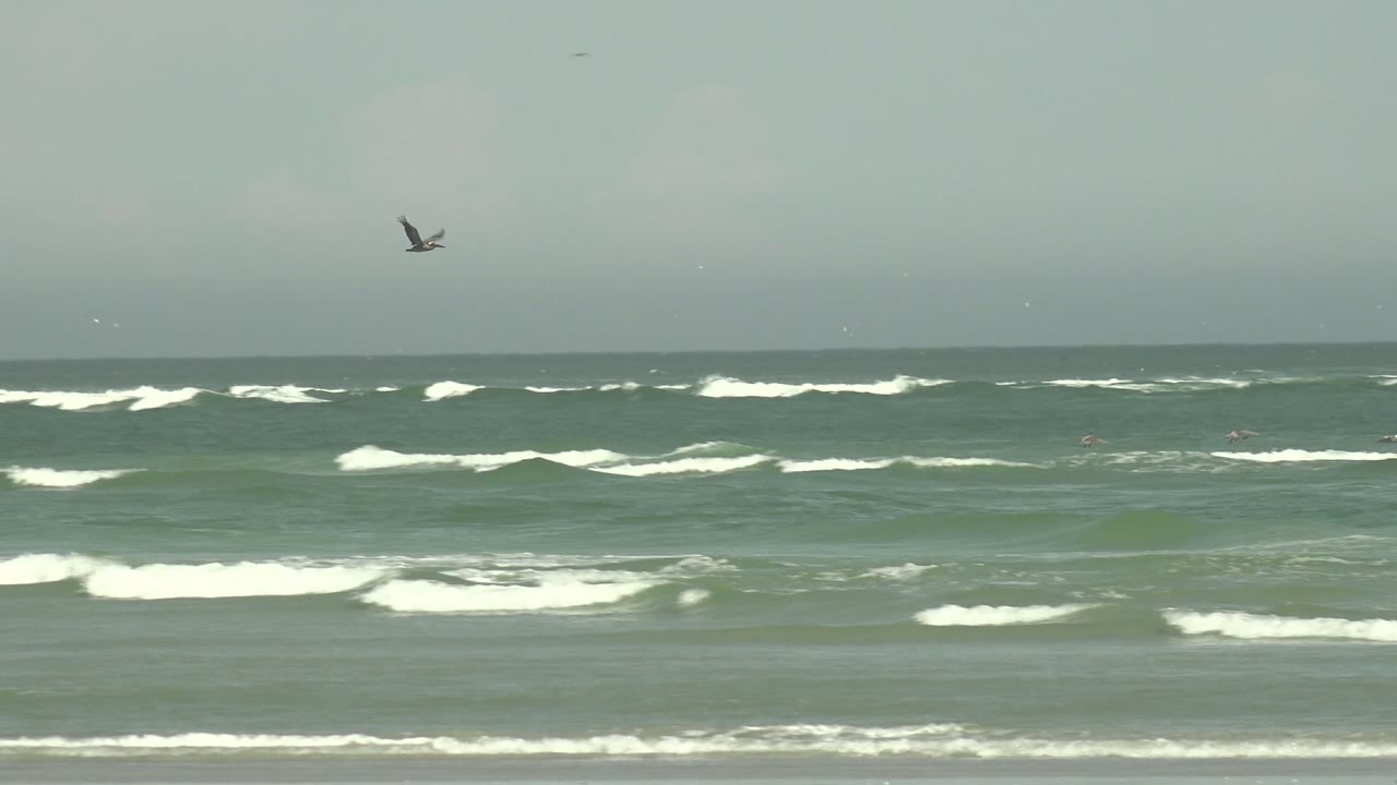 Seagull crossing over layered ocean surf