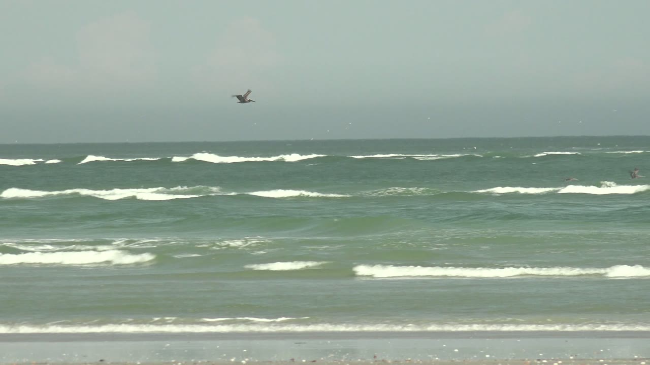 A seagull appears higher over the ocean at La Bocana as whitecaps break across the midground and small distant figures are barely visible in the water.