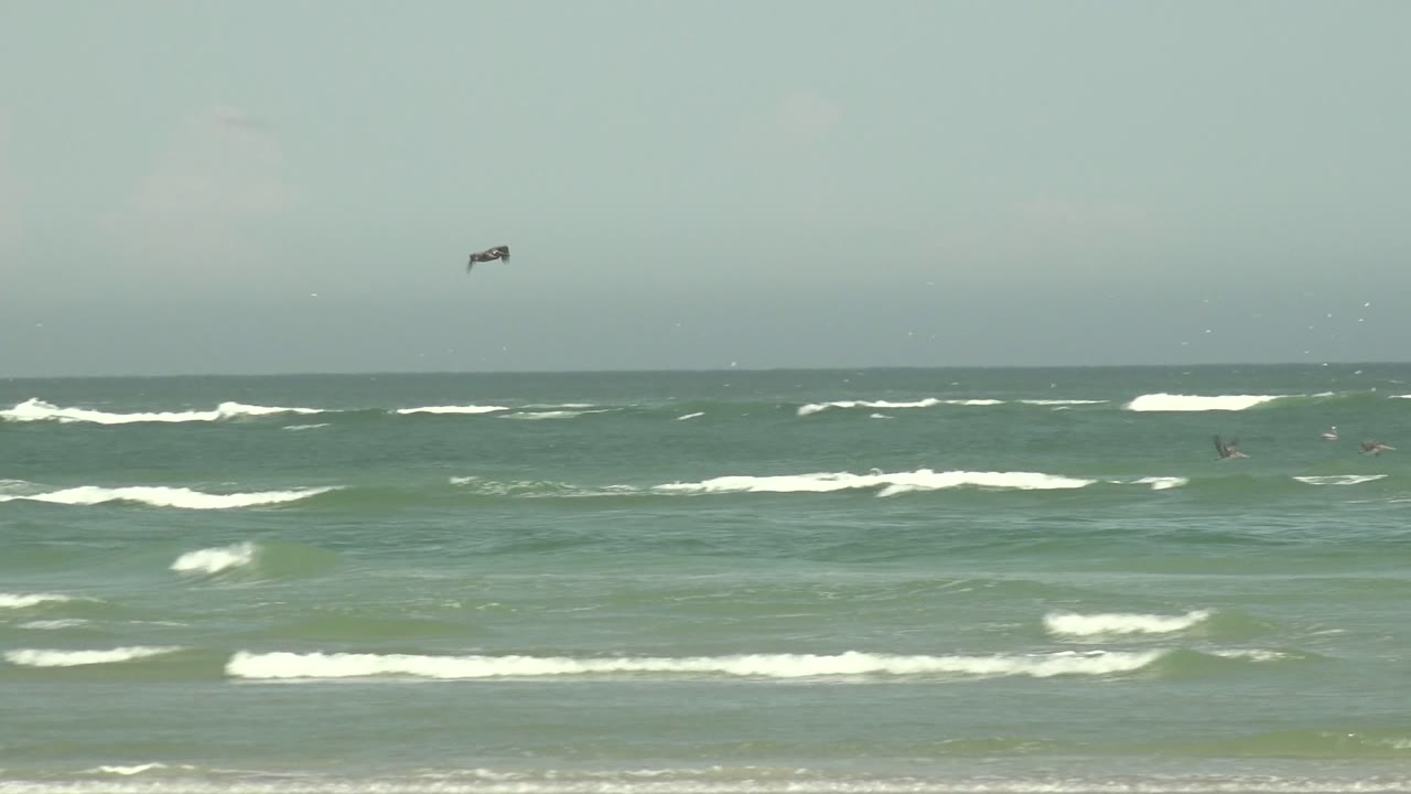 Seagull over choppy green ocean waves