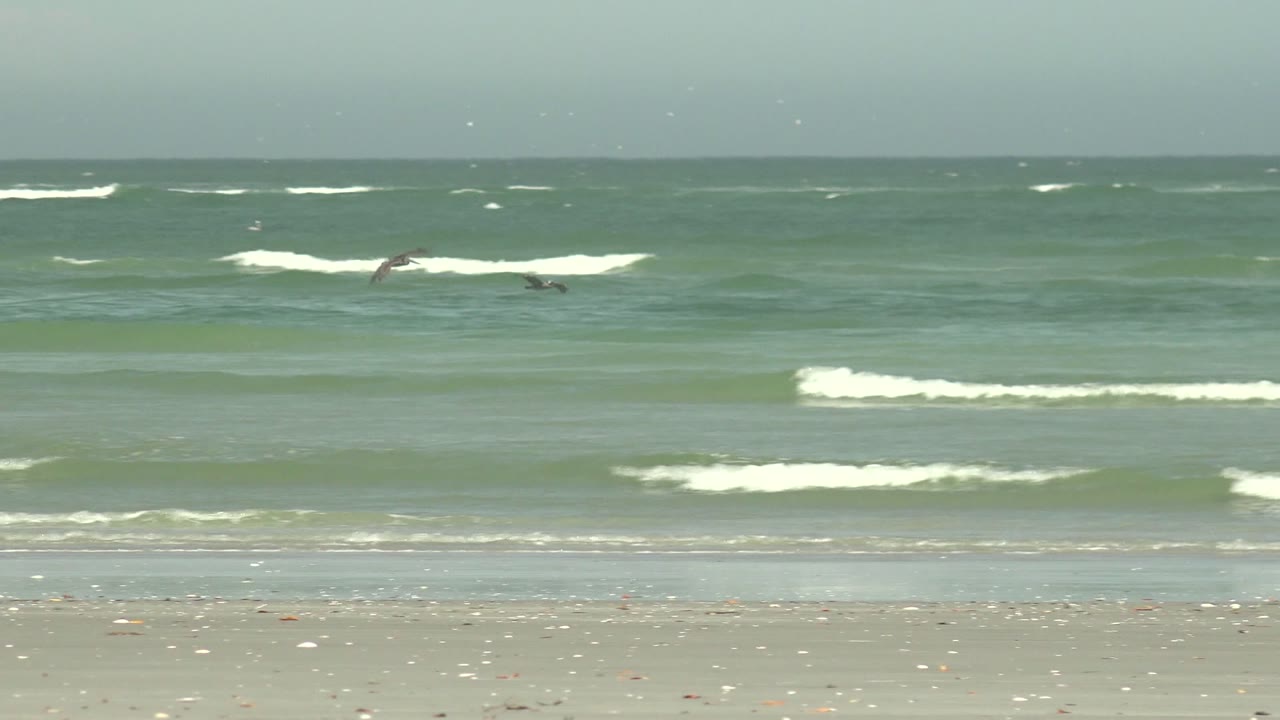 Small seabirds crossing above white surf bands.