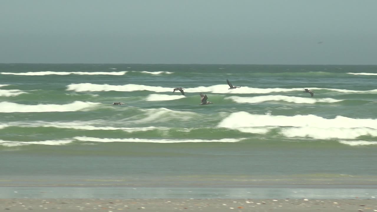 Wide ocean surf with birds moving over breaking waves.