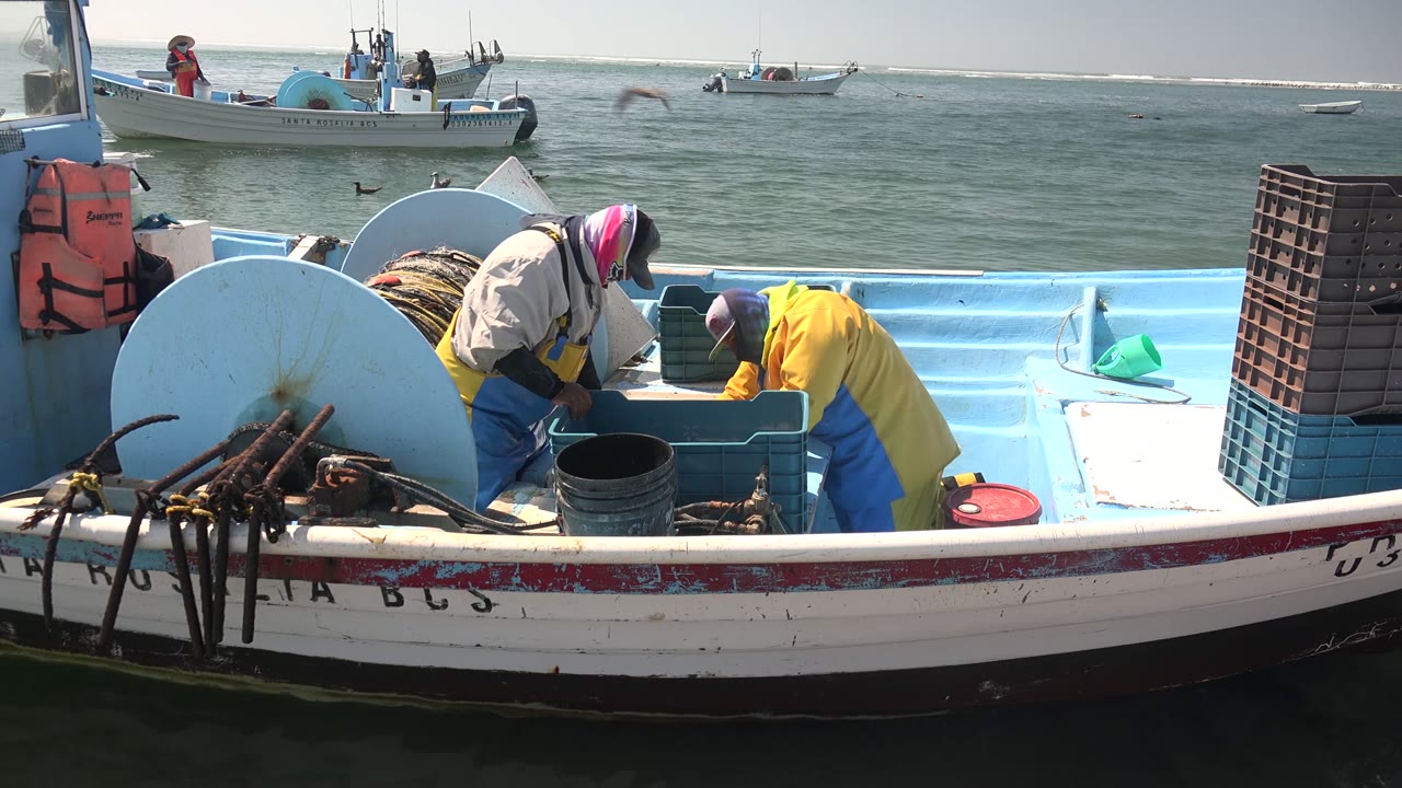 Crew members bend over a crate inside a fishing boat with other boats behind them.