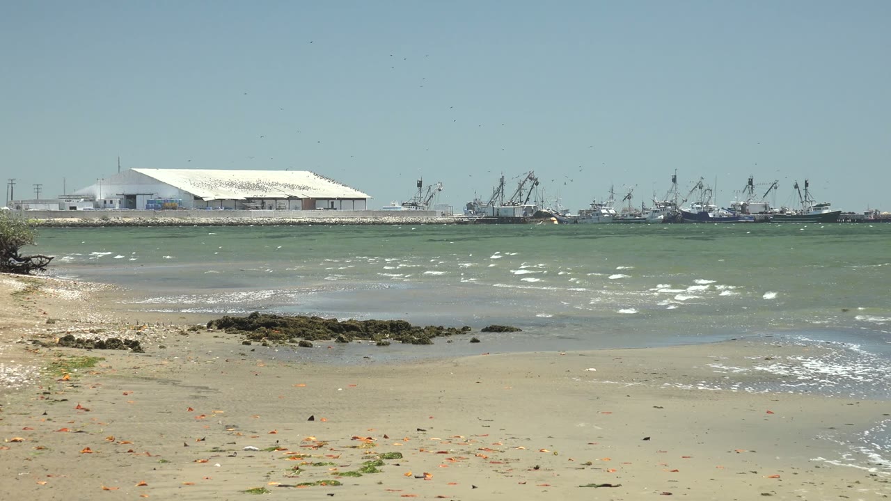 San Carlos, Baja California Sur beach with a small shoreline shrub at the left edge, scattered seaweed on the sand, low waves, harbor cranes across the water, and no visible people.