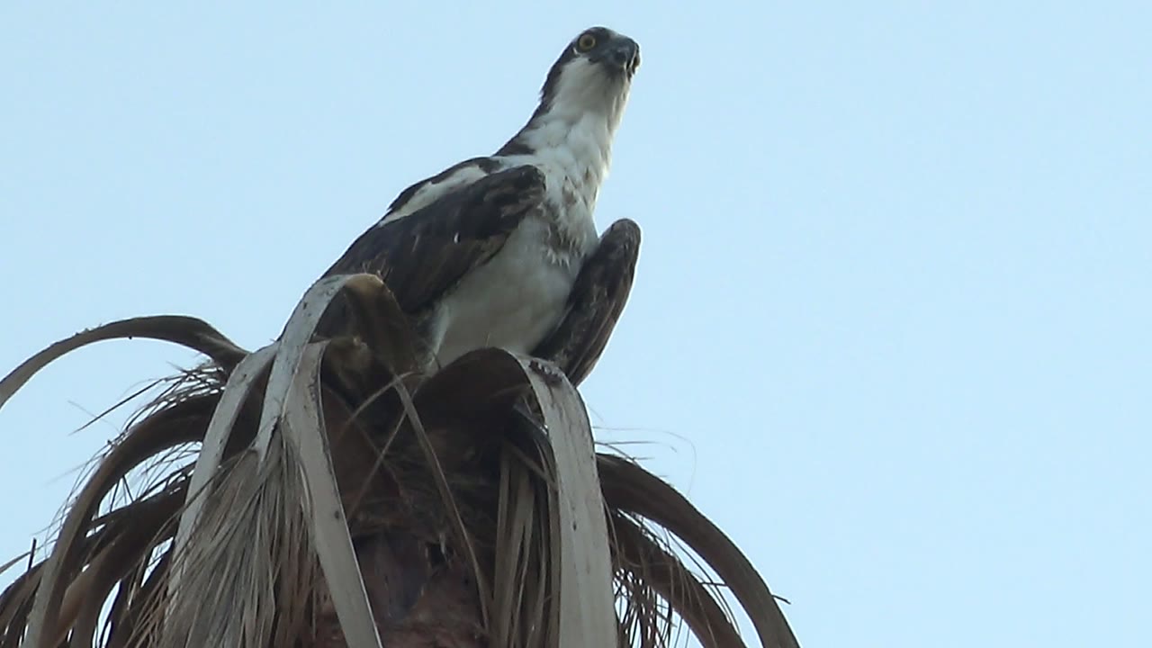 A hawk in Mulege, Baja California Sur perches high on dry palm fronds and looks upward against a clear blue sky, with no visible people.
