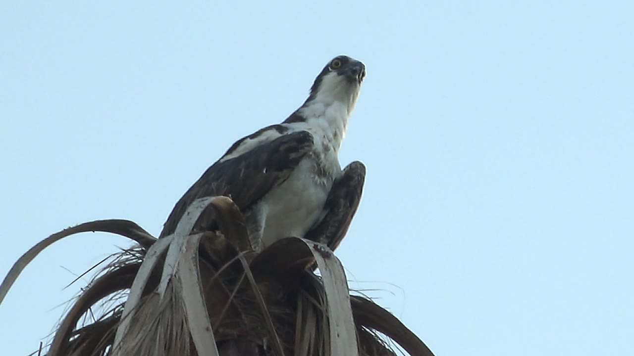 Hawk on palm crown facing slightly upward