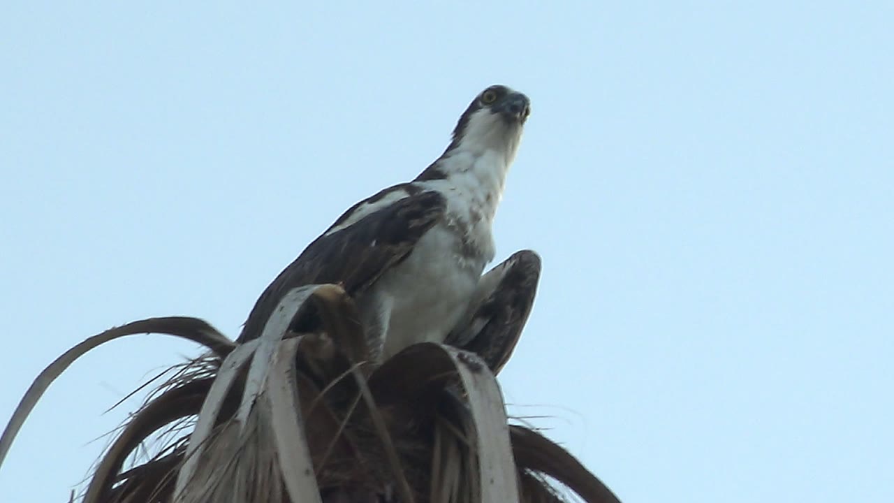 A low-angle Mulege, Baja California Sur view shows the hawk perched on palm fronds with its head angled to the right against open sky and no visible people.