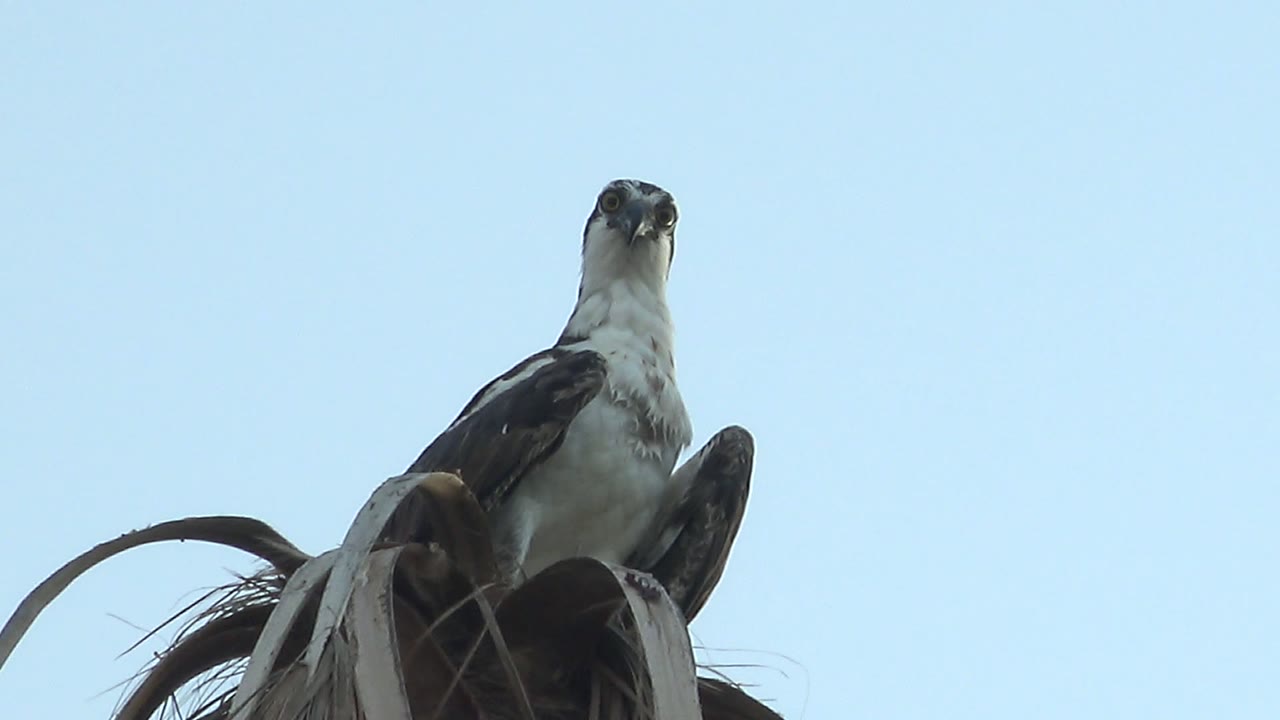 A hawk faces forward from a high palm frond perch in Mulege, Baja California Sur, with clear blue sky behind it and no visible people.
