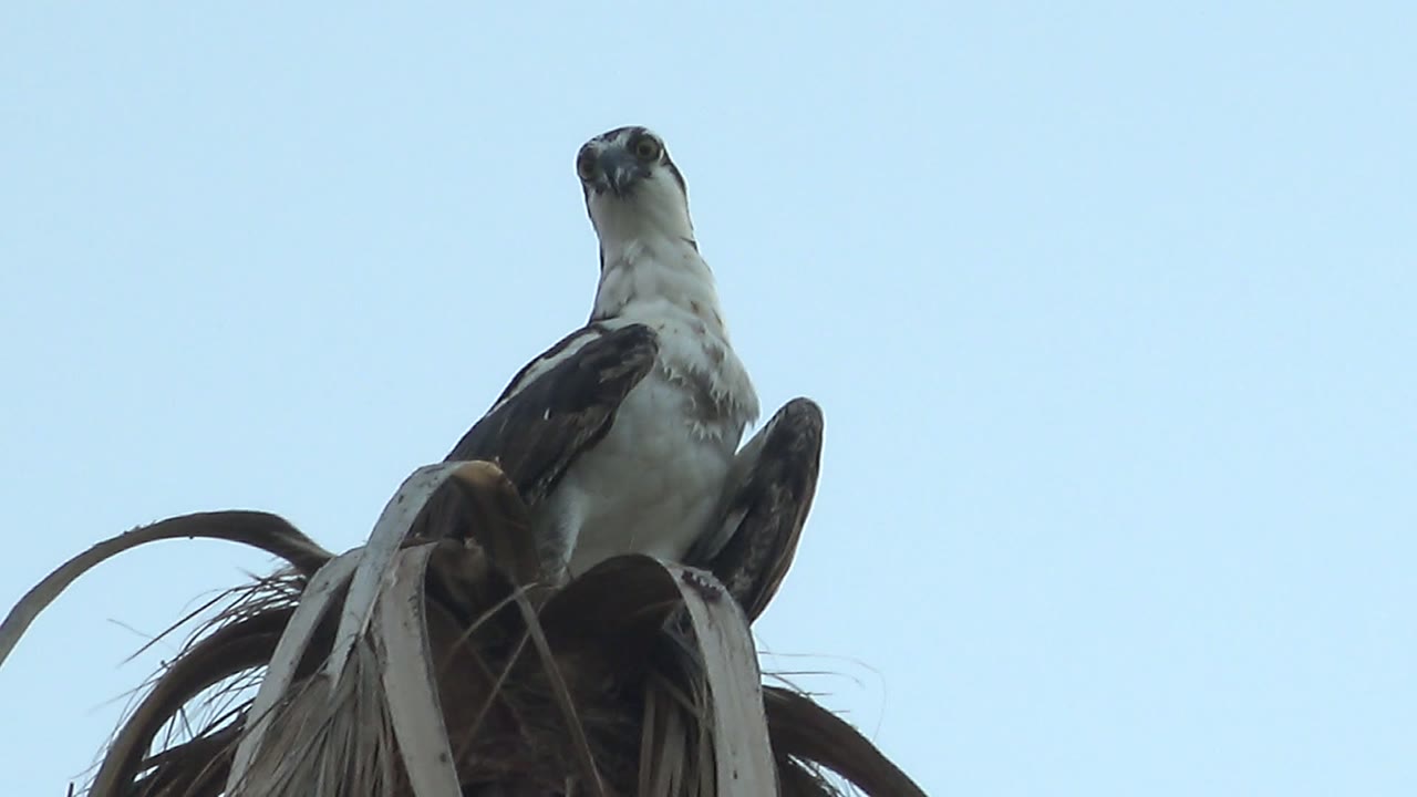 Hawk looking upward from palm frond perch