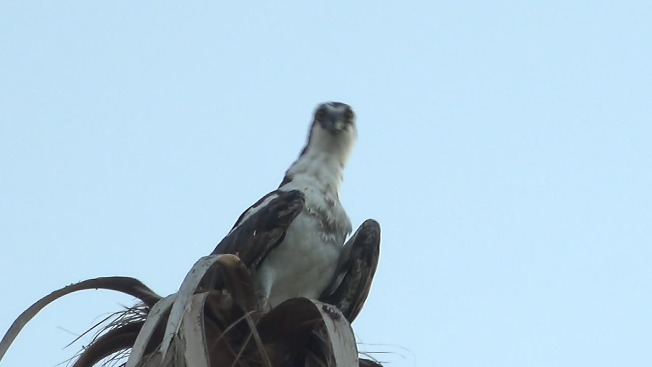 A hawk remains perched on the palm fronds in Mulege, Baja California Sur, with a small head movement visible as blur against the open blue sky and no visible people.