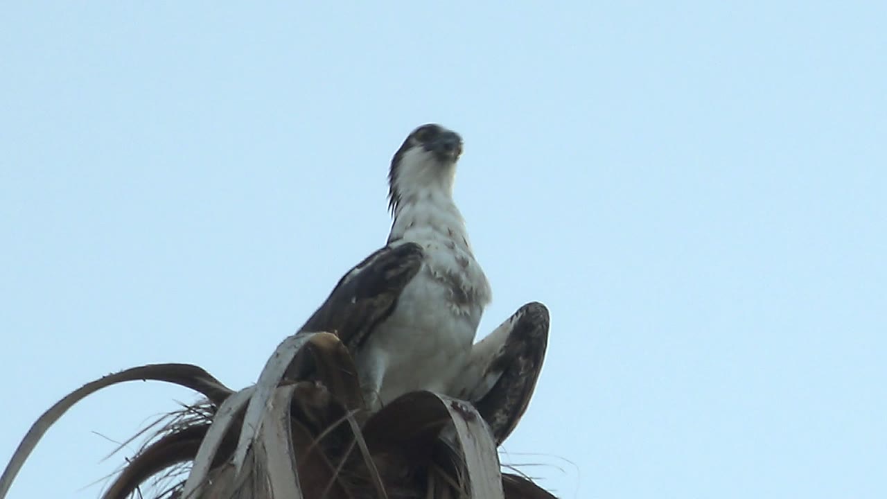 A white and brown raptor perches high on dry palm fronds in Mulege, Baja California Sur, with its body upright and no visible people.