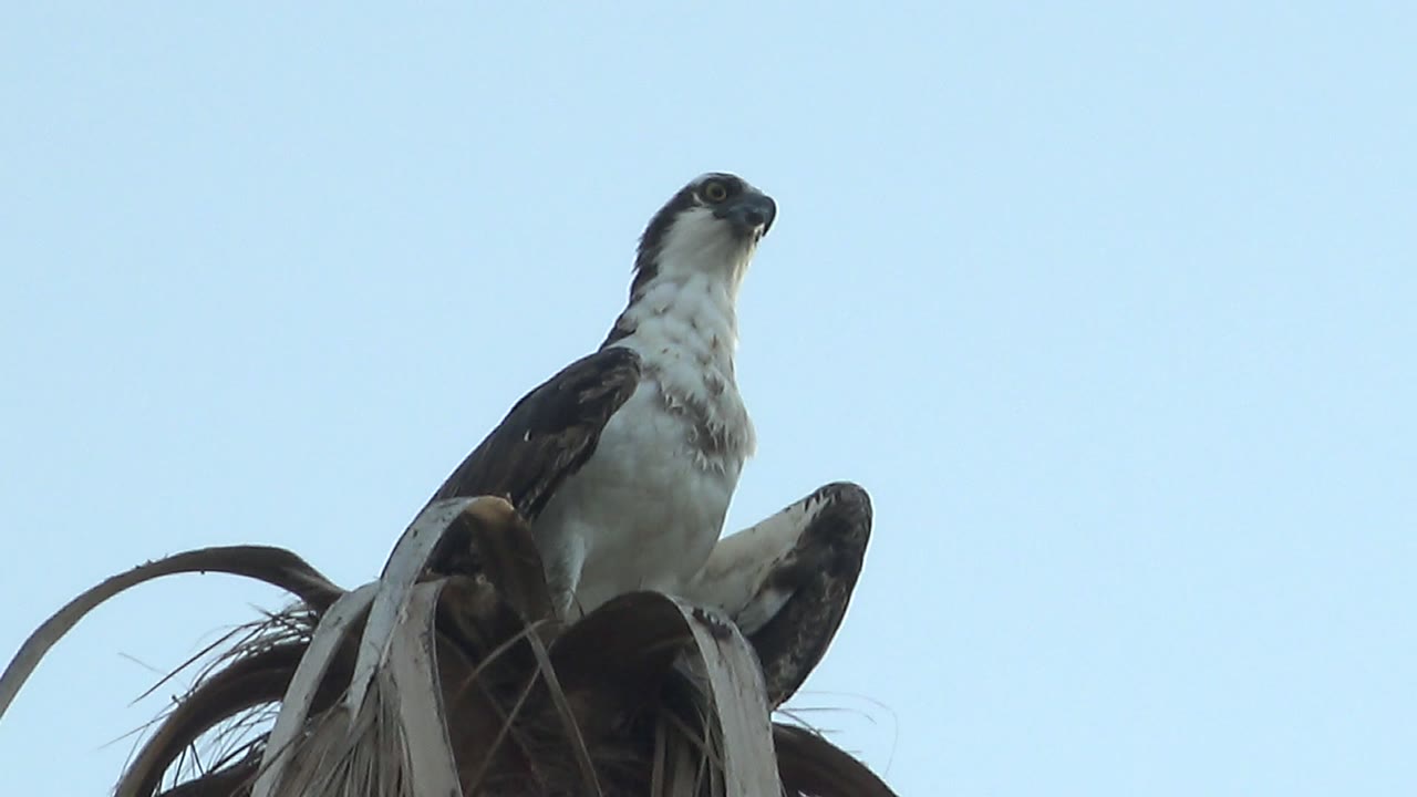 Perched raptor looking slightly upward from a palm frond.