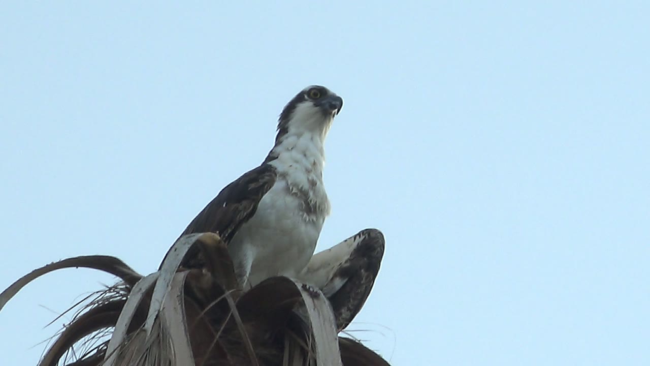 A white-chested raptor stays perched on dry palm material in Mulege, Baja California Sur, turning its head slightly to the side with no visible people in frame.