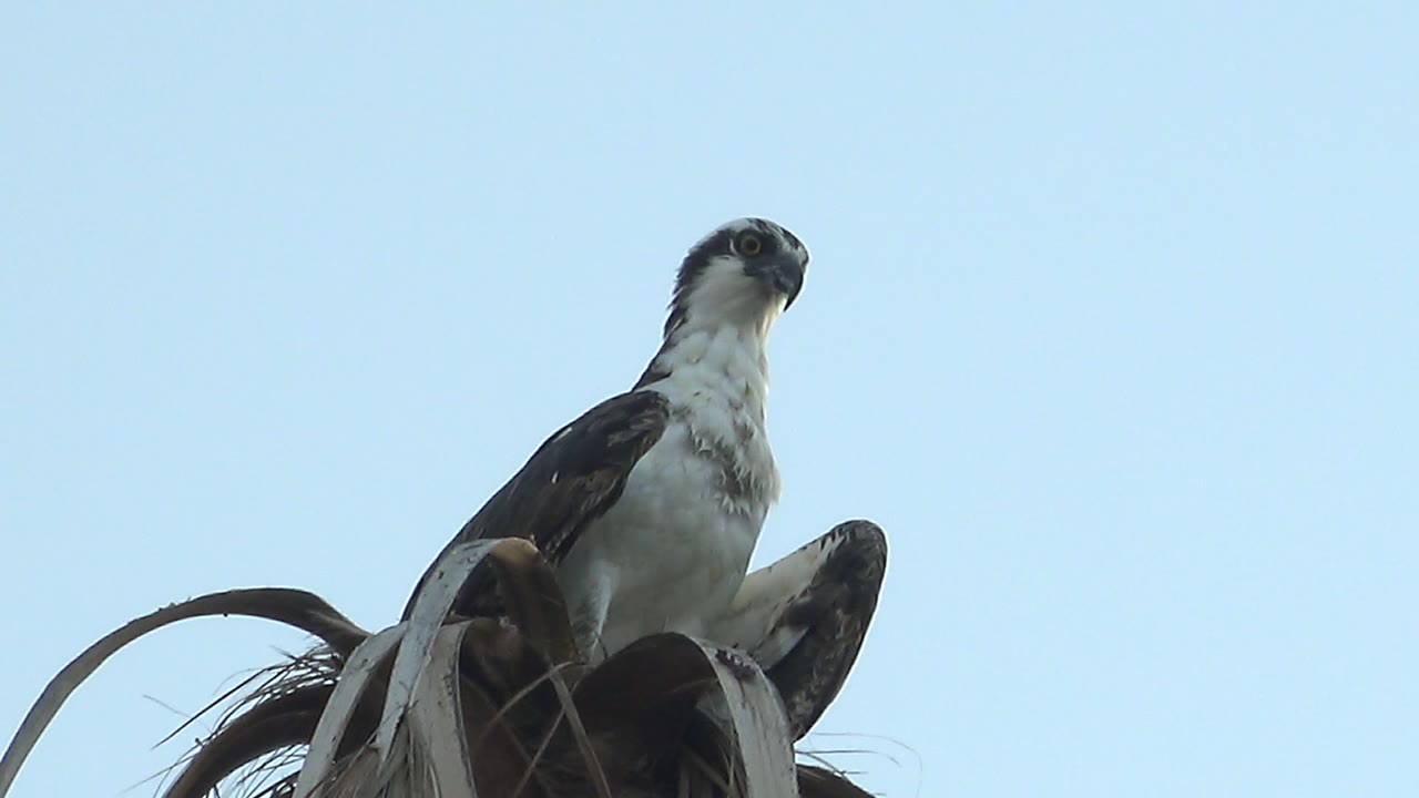 A black, white, and gray bird sits upright on a dried palm frond in Mulege, Baja California Sur, with clear blue sky behind it and no visible people.
