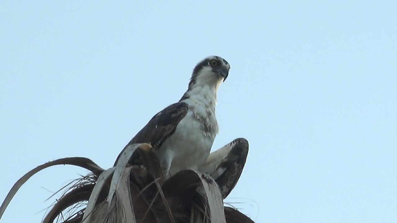 Perched bird looking slightly downward from a palm frond.