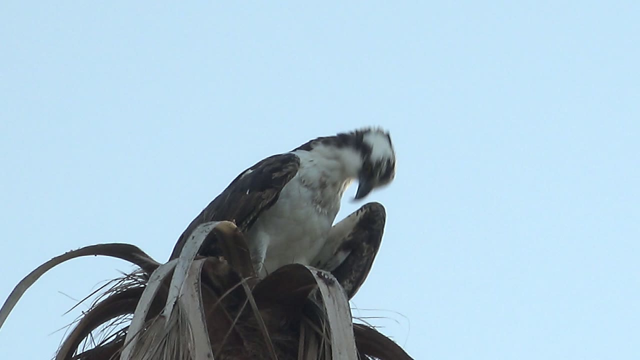 The bird bends its head toward its body while perched on the dried palm frond in Mulege, with the pale blue sky filling the background and no visible people.
