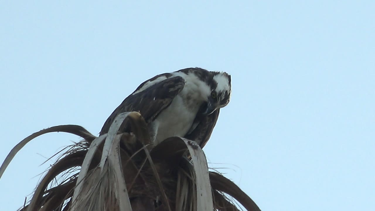 A likely osprey bends its head into its wing while perched on palm fronds in Mulege, Baja California Sur, Mexico, with no visible people.