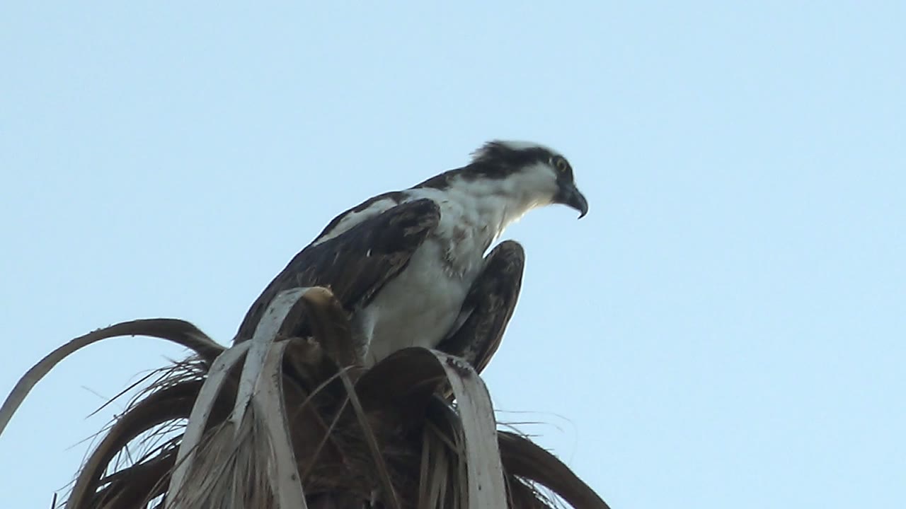 Osprey lifting its head from palm perch