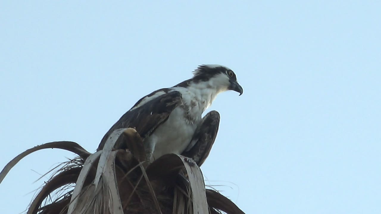 A likely osprey faces to the right from the top of palm fronds in Mulege, Baja California Sur, Mexico, against a clear blue sky with no visible people.