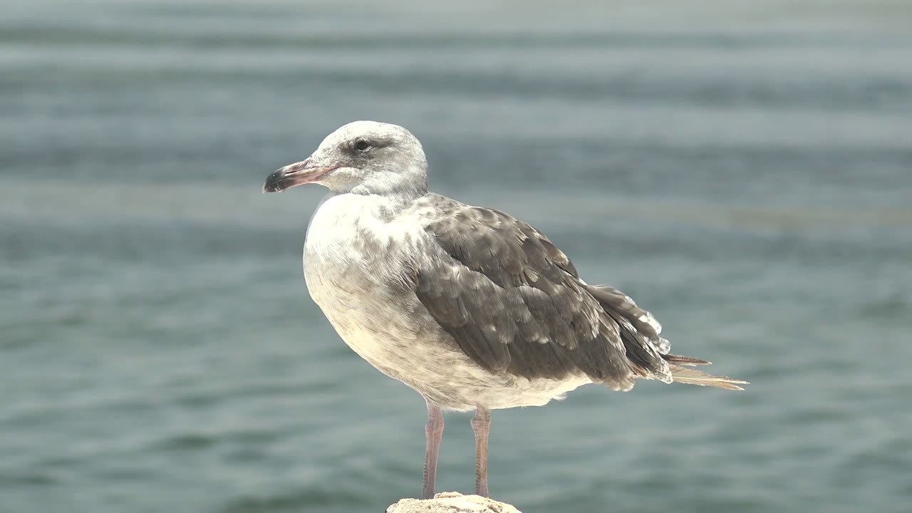 A gray and white seagull stands on a pale rock against blue-green water in Guerrero Negro, Baja California Sur, with no visible people.