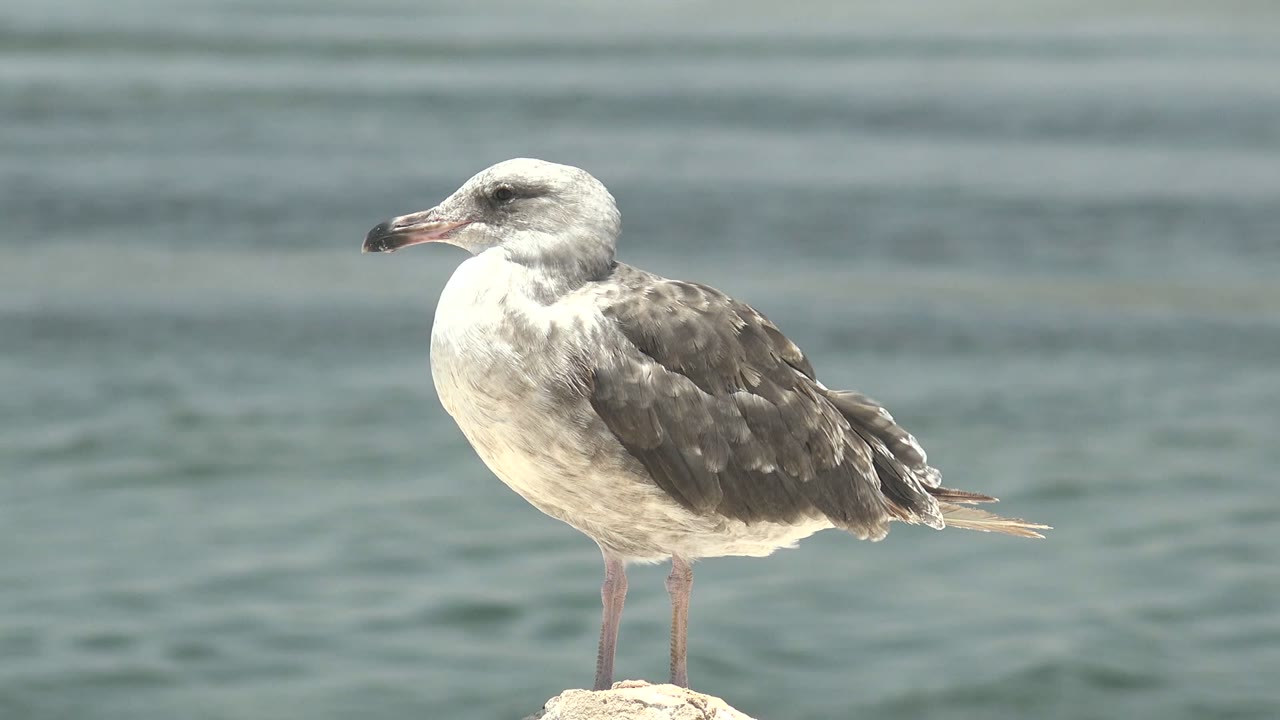 Seagull perched on a rock with soft water ripples behind it.