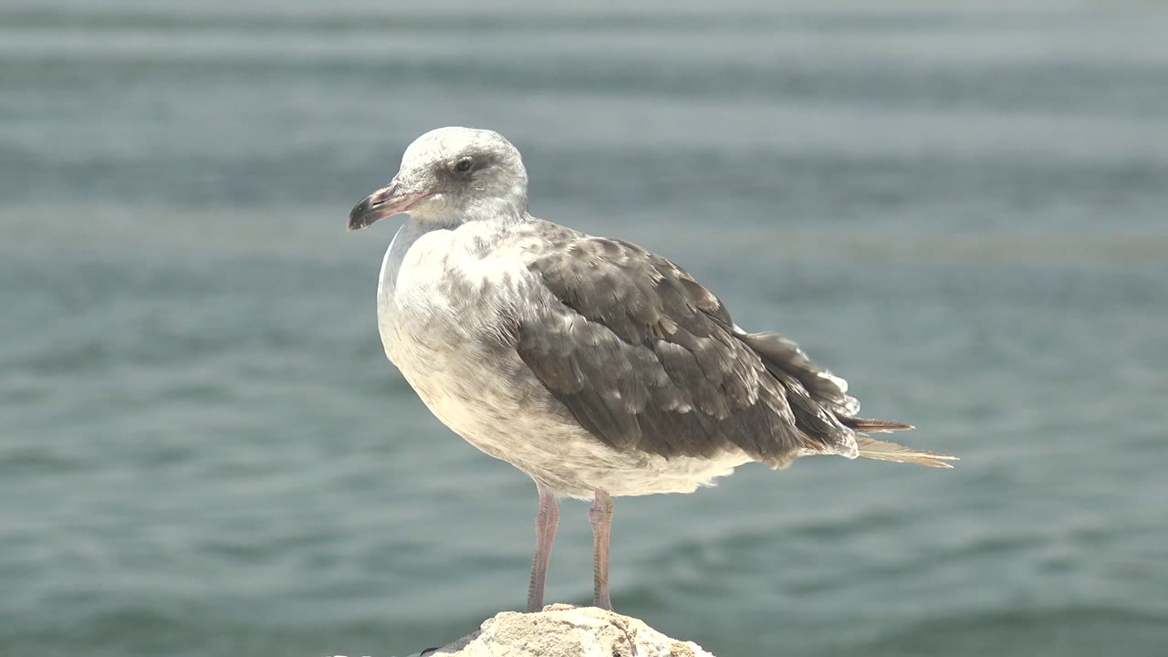 A gray and white seagull stands on a pale rock in Guerrero Negro, Baja California Sur, with blue-green rippled water behind it and no visible people.