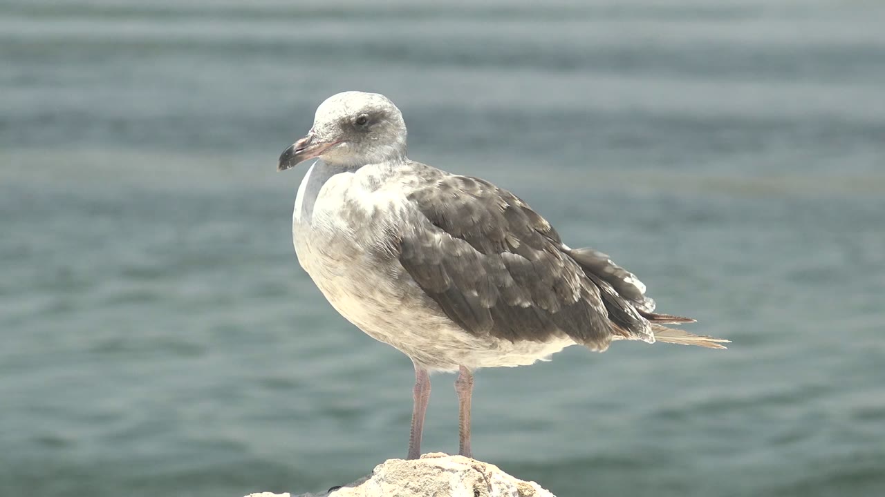 Seagull perched on a pale rock against calm water.